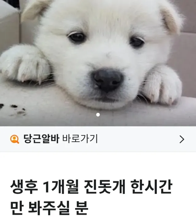 당근 지원 폭주한 꿀알바