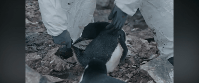 PNG 이미지.png 남극에서 펭귄을 만지면 불법일까? GPT야 알려줘!