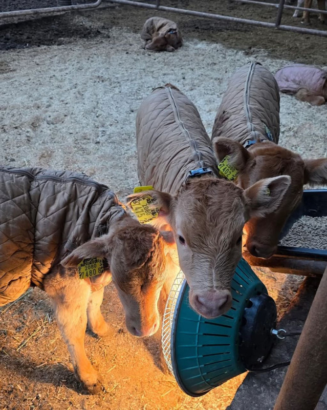 152067c9fa9b53e2217e1b67c9d06d8116856338.jpg 송아지 태어나서 게임중 탈주함.jpg