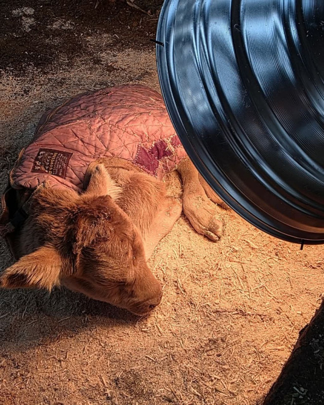 7990e258c63f59740d5ecb8aa58c387892e1a941.jpg 송아지 태어나서 게임중 탈주함.jpg