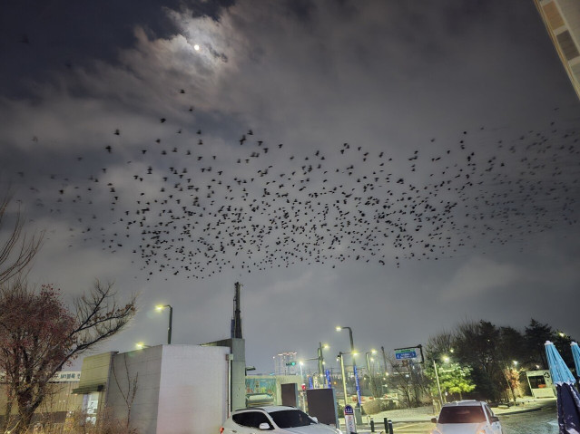 경기도 오산 까마귀 근황.jpg